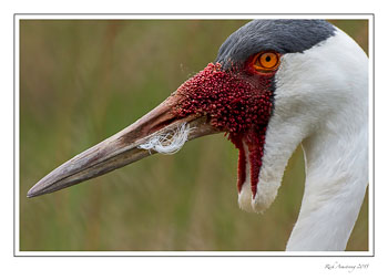wattledcrane1frmcopy.jpg