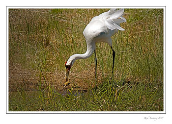 whooping-crane---frog-frm.jpg