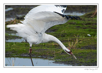 whooping-crane-1-copy2.jpg