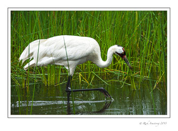 whooping-crane-1-frm.jpg