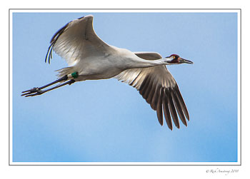 whooping-crane-1a-copy-2.jpg