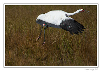 whooping-crane-1a-copy.jpg