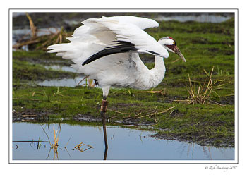 whooping-crane-2-copy-2.jpg