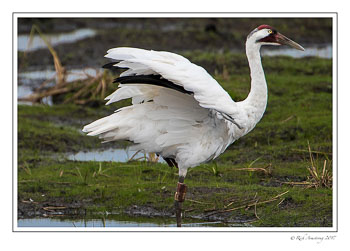 whooping-crane-3-copy.jpg