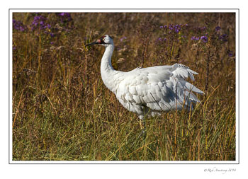 whooping-crane-3-frm.jpg