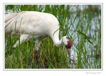 whooping-crane-3.jpg
