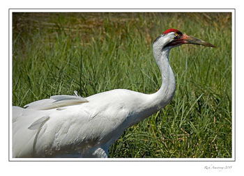 whooping-crane-4-frm.jpg