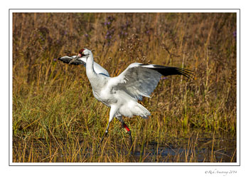 whooping-crane-5-frm.jpg