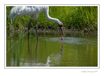 whooping-crane-with-bird-2-frm.jpg