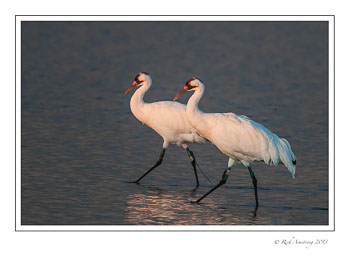 whooping-cranes-3-frm-copy.jpg