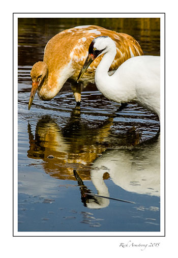 whooping-cranes-frm.jpg