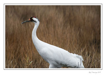 whoopingcrane11frmcopy.jpg