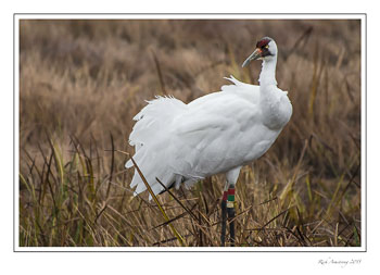 whoopingcrane12frmcopy.jpg