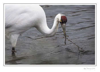 whoopingcrane13frmcopy.jpg