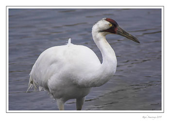 whoopingcrane14frmcopy.jpg