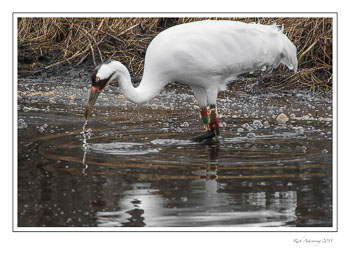 whoopingcrane15frmcopy.jpg