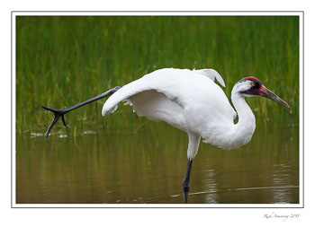 whoopingcrane1afrmcopy.jpg