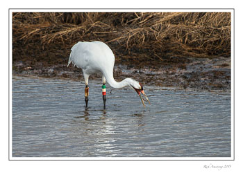 whoopingcrane1frmcopy.jpg