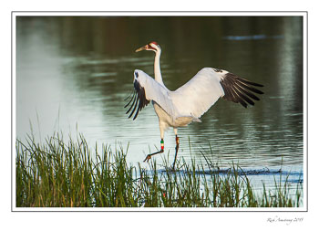 whoopingcrane2frmcopy.jpg