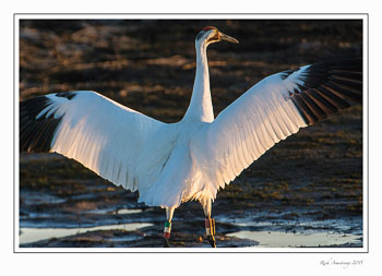 whoopingcrane3f-copy.jpg