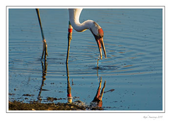 whoopingcrane4f.frmcopy.jpg