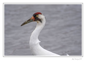 whoopingcrane4frmcopy.jpg