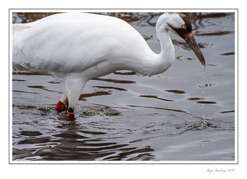 whoopingcrane5frmcopy.jpg