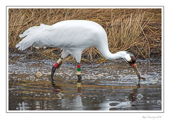 whoopingcrane9frmcopy.jpg