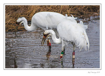whoopingcranes10frmcopy.jpg