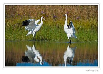 whoopingcranes6frm-copy.jpg