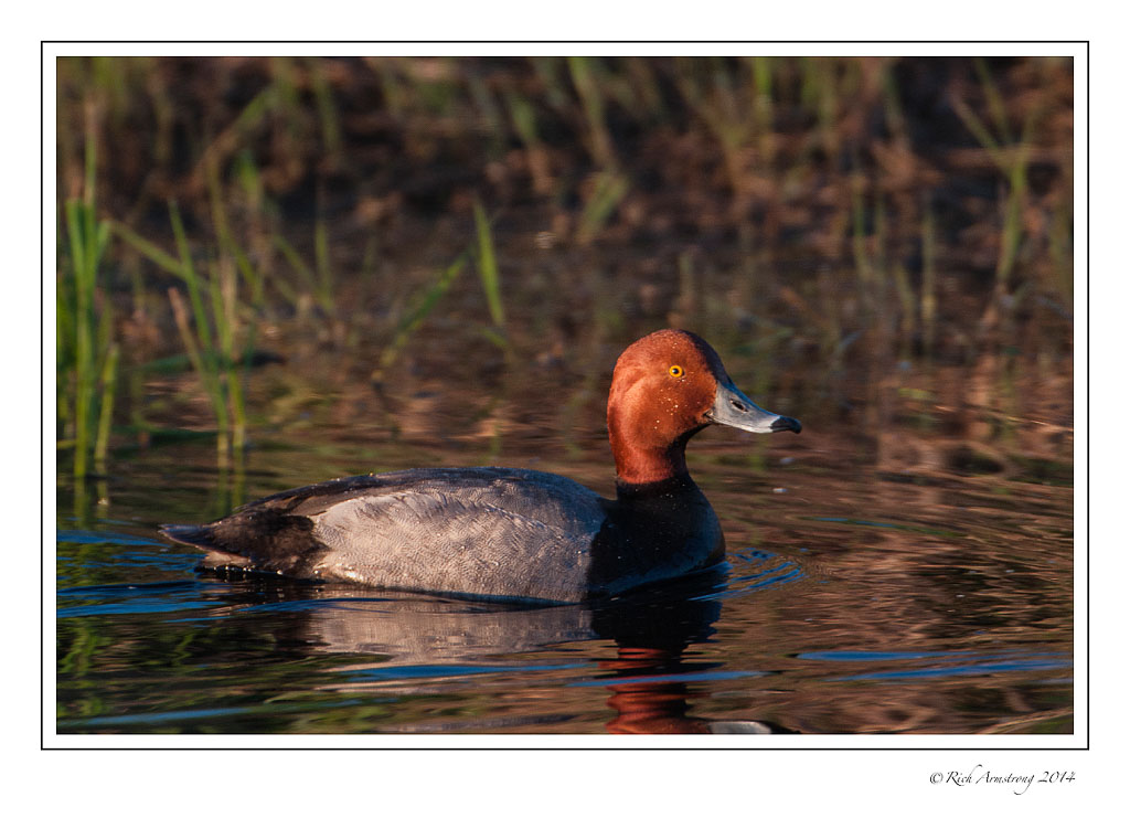 Red-head-duck-3-frm.jpg