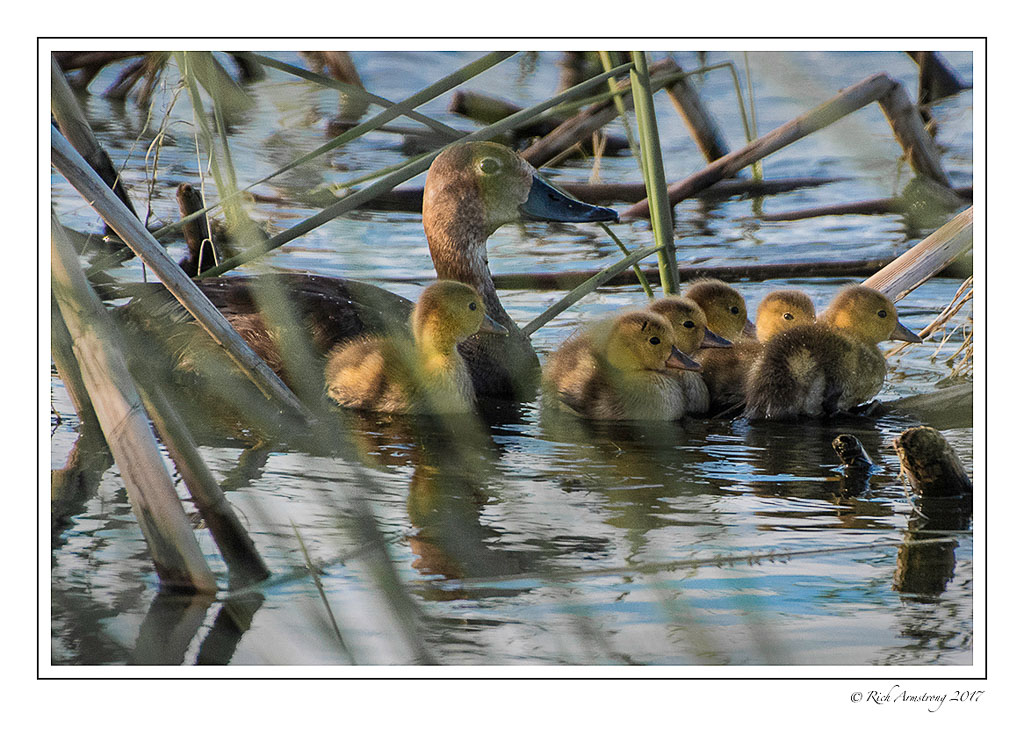 duck-family-4-copy.jpg