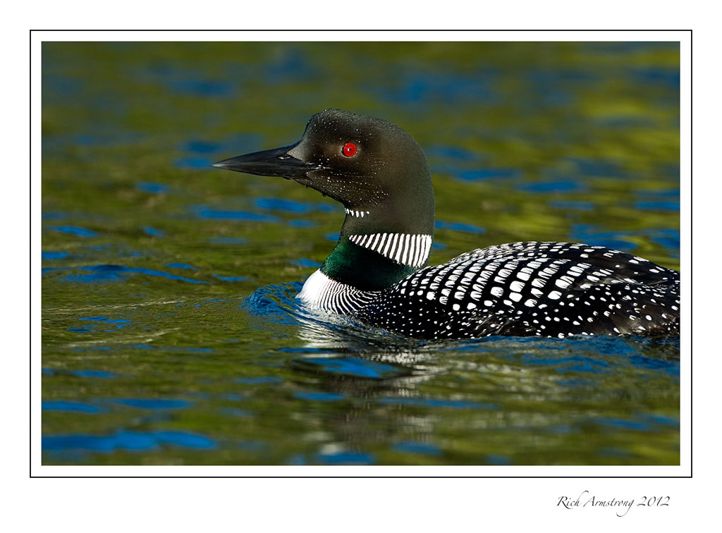 loon-close-up-frm.jpg