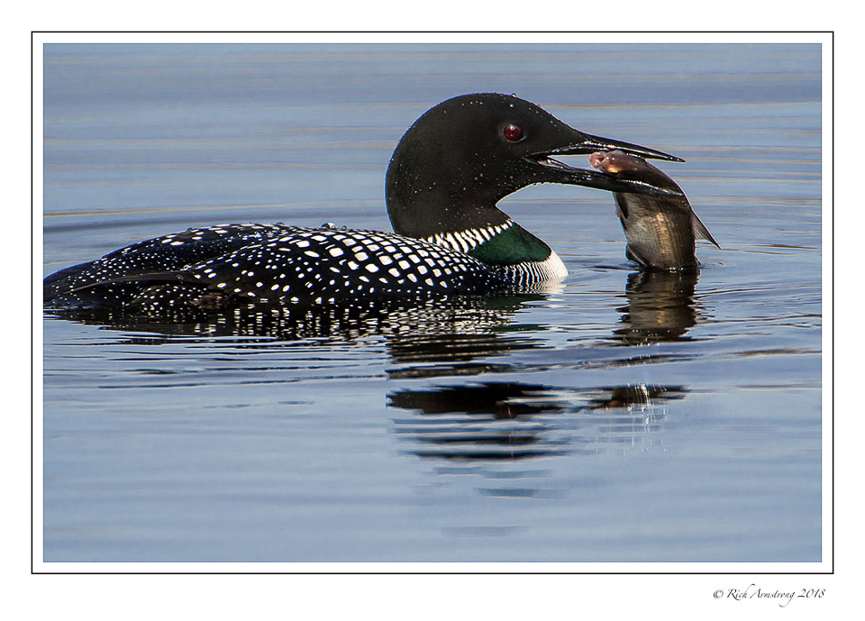 loon-with-fish-1-copy.jpg