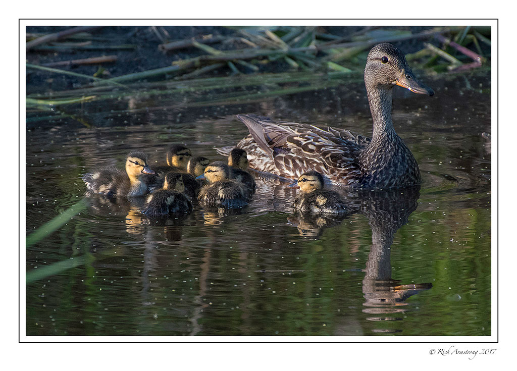 mallard-duck-family-copy.jpg