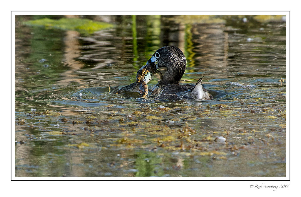 pied-billed-grebe-with-frog-copy.jpg