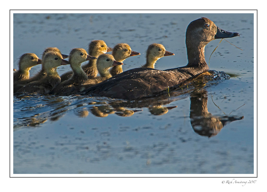redhead-duck-family-2a-copy.jpg