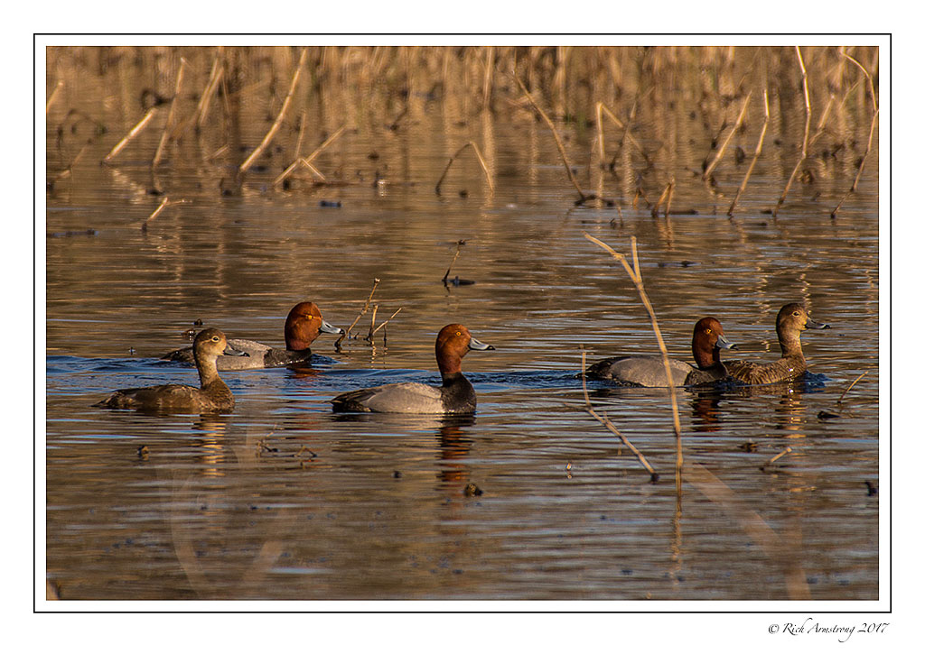 redhead-ducks-2-copy.jpg