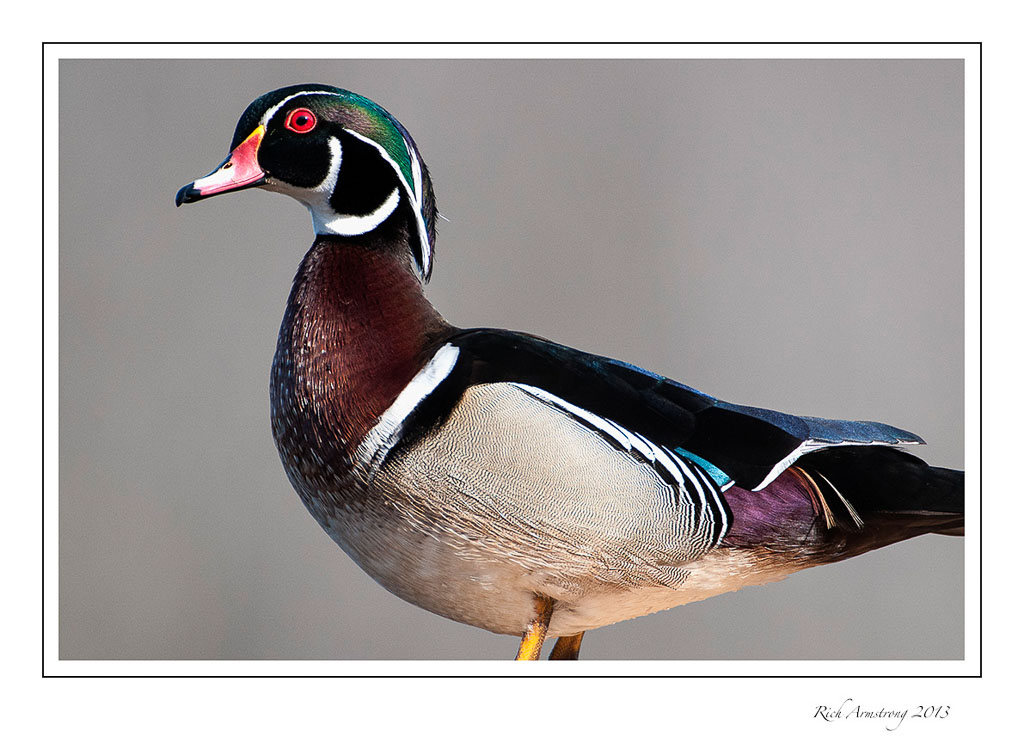 wood-duck-2-frm-copy.jpg