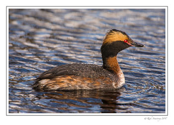 Horned-grebe-3-copy.jpg