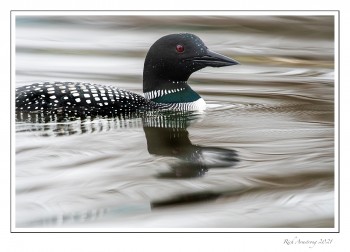 Loon-1c-copy.jpg