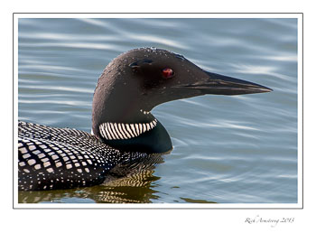 Loon-8-frm.jpg