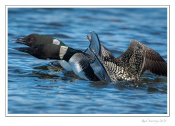 Loons-2e-copy.jpg