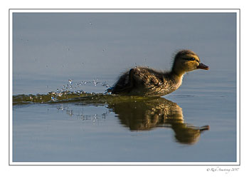 MAllard-chick-2-copy.jpg