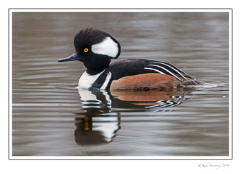 Merganser-male-3c-frm-copy.jpg