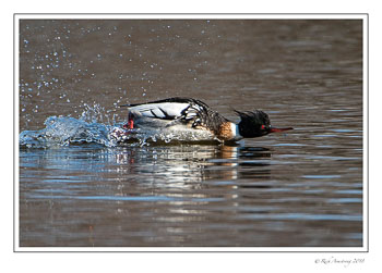 Red-Breasted-Merganser-1-copy.jpg