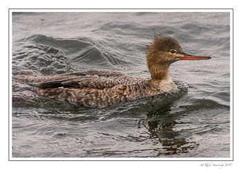 Red-breasted-merganser-10-copy.jpg