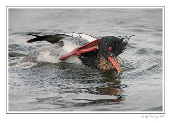 Red-breasted-merganser-12-copy.jpg