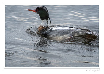 Red-breasted-merganser-4-copy.jpg