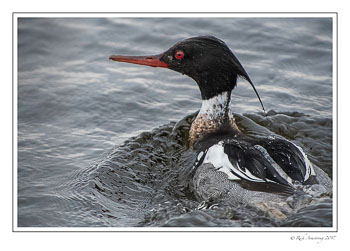 Red-breasted-merganser-6-copy.jpg